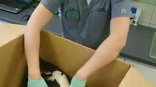 Ptak miał dużą ranę na brzuchu