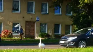 Ptak miał dużo szczęścia, że wyszedł cało z potrzasku 