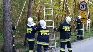 Ptak nie mógł powrócić do gniazda o własnych siłach, gdyż jeszcze nie potrafił latać