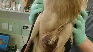 Ptak wymagał natychmiastowej operacji