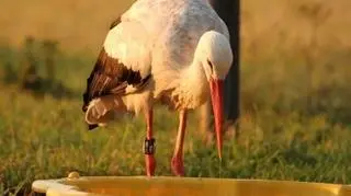 Ptak został oznakowany 1 lipca 2010 r.