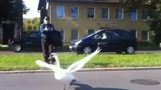 Ptakowi pomgół kierowca 