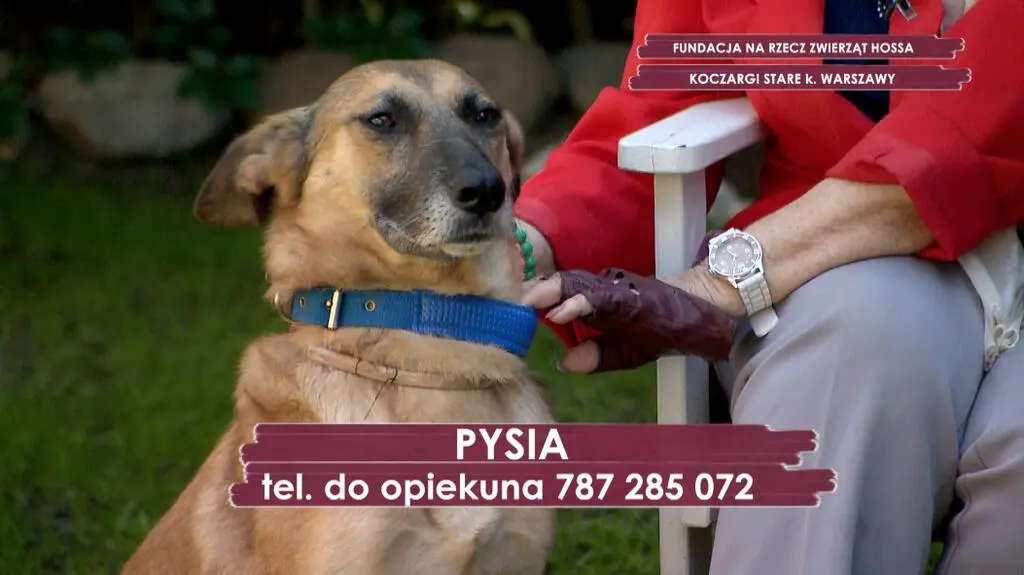 Pysia