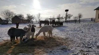 Radosna Zagroda w Iwierzycach