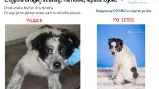 Radosne, kolorowe zdjęcia dają zwierzętom drugą szansę na znalezienie domu