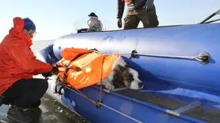 Patrol strefy przybrzeżnej z daleka dostrzegł nieruchomego psa.  Gdy znaleźli się bliżej zwierzęcia, okazało się, że ogon i tylne łapy miało uwięzione w skutej lodem powierzchni jeziora. Za pomocą dostępnych narzędzi, ratownicy uwolnili psa z "lodowej pułapki”.