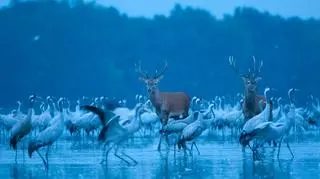 'Red Deer and Cranes' Marek Kosiński, Polska