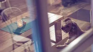 Refleksyjna Kraksa na planie w Bułce z masłem