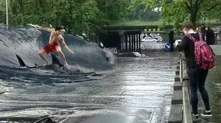 Rekin i surfer na ulicach Wrocławia