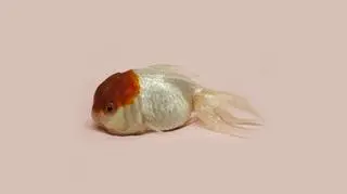 Renhui Zhao, A Guide to the Flora and Fauna of the World, goldfish queen, Grand Prix Fotofestiwal 2014