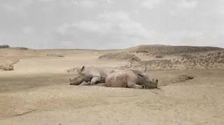 Renhui Zhao, A Guide to the Flora and Fauna of the World, rhinoceros with no horns, Grand Prix Fotofestiwal 2014