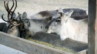 Renifery bardzo rzadko pojawiają się w polskich ogrodach zoologicznych