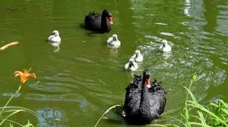 Rodzina łabędzi w komplecie