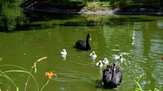 Rodzina łabędzi została otruta