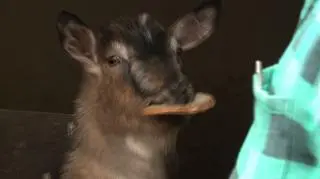 Rolnik adoptował już kozę