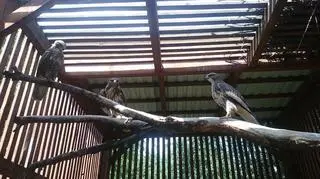 Rolnik z Podkarpacia znalazł trzy myszołowy i postanowił je przygarnąć