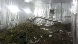 Rośliny rosły w specjalnie przygotowanym garazu