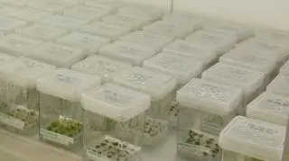 Rośliny z probówki 