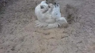 Różyczka uwielbiała się bawić