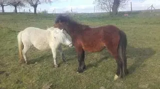 Różyczka z innym kucykiem