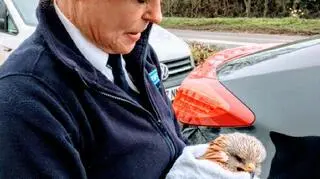 RSCPA odebrało zgłoszenie reportera BBC