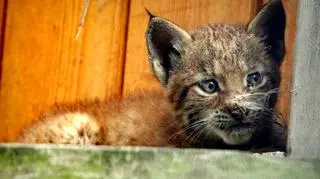 Ryś ma kilka miesięcy 