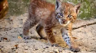 RyśUla to córka Orkana i Pandory