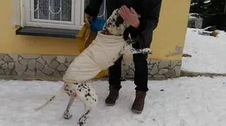 Salvato mimo wieku cieszy się nowym życiem 