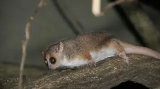 Samica lemurka z pochodzenia jest Holenderką