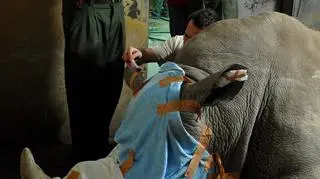 Samica Lulu przed zabiegiem USG