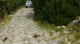 Samochodem terenowym wjechał do Karkonoskiego Parku Narodowego