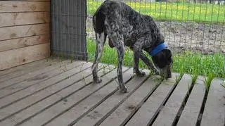 Sara w hotelu dla zwierząt