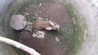 Sarenka uwięziona w studni