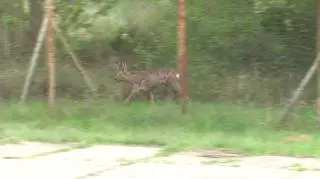 Sarna uciekła z ogrodzonego terenu