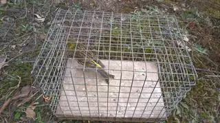 Schwytany wcześniej kulczyk