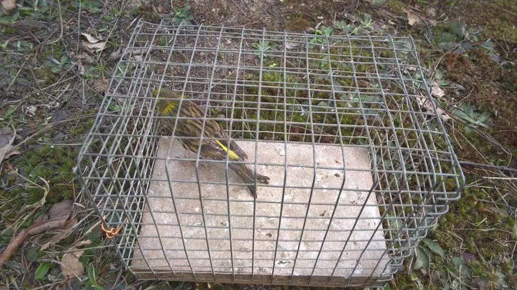 Schwytany wcześniej kulczyk