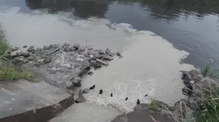 Ścieki wpływały do Cybiny