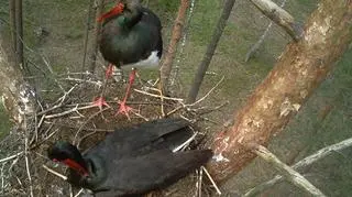 W Biebrzańskim Parku Narodowym pracownicy podglądają życie dzikich zwierząt z 22 fotopułapek. Wykorzystują je do celów naukowych i ochrony przyrody.