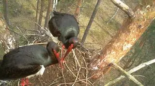 W Biebrzańskim Parku Narodowym pracownicy podglądają życie dzikich zwierząt z 22 fotopułapek. Wykorzystują je do celów naukowych i ochrony przyrody.