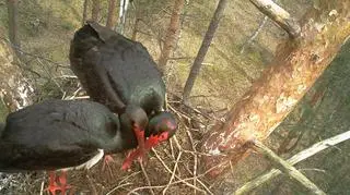 W Biebrzańskim Parku Narodowym pracownicy podglądają życie dzikich zwierząt z 22 fotopułapek. Wykorzystują je do celów naukowych i ochrony przyrody.
