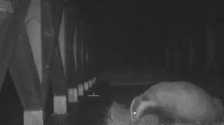 W Biebrzańskim Parku Narodowym pracownicy podglądają życie dzikich zwierząt z 22 fotopułapek. Wykorzystują je do celów naukowych i ochrony przyrody.