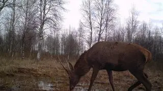 W Biebrzańskim Parku Narodowym pracownicy podglądają życie dzikich zwierząt z 22 fotopułapek. Wykorzystują je do celów naukowych i ochrony przyrody.