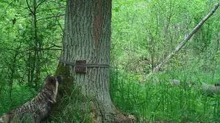 W Biebrzańskim Parku Narodowym pracownicy podglądają życie dzikich zwierząt z 22 fotopułapek. Wykorzystują je do celów naukowych i ochrony przyrody.