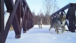W Biebrzańskim Parku Narodowym pracownicy podglądają życie dzikich zwierząt z 22 fotopułapek. Wykorzystują je do celów naukowych i ochrony przyrody.