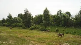 W Biebrzańskim Parku Narodowym pracownicy podglądają życie dzikich zwierząt z 22 fotopułapek. Wykorzystują je do celów naukowych i ochrony przyrody.