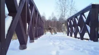 W Biebrzańskim Parku Narodowym pracownicy podglądają życie dzikich zwierząt z 22 fotopułapek. Wykorzystują je do celów naukowych i ochrony przyrody.