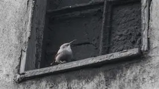 Sensacja ornitologiczna w Wałbrzychu