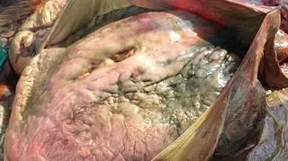 Serce waży około 110 kg