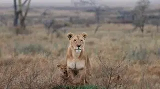 Serengeti, Tanzania, foto: sxc.hu