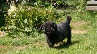 Shih tzu Ada czuje się już lepiej